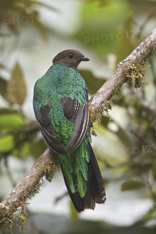 Golden-headed Quetzal (Pharomachrus auriceps) female, Ecuador