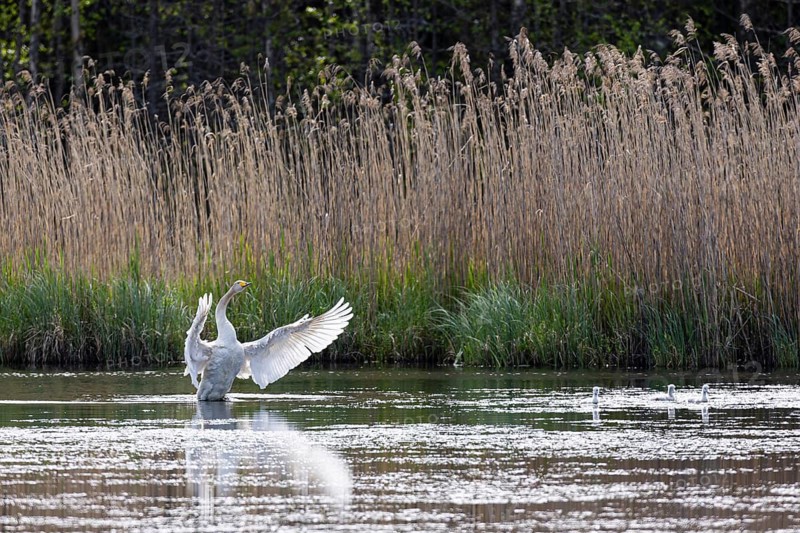 Whooper swan (Cygnus cygnus) flapping its wings with three chicks in a silted lake, Sanginjoki Nature Reserve, Northern Ostrobothnia, Finland
