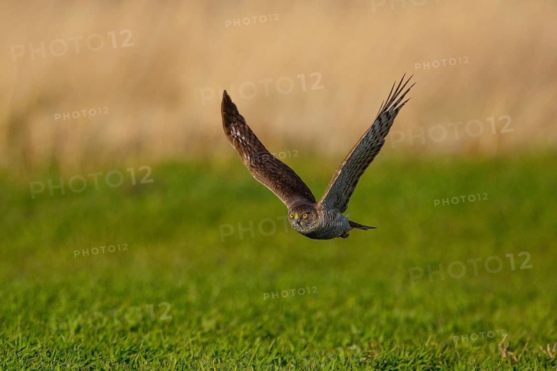 Eurasian Sparrowhawk (Accipiter nisus) flying, Austria