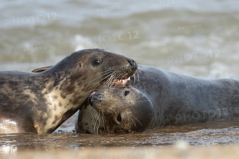 Atlantic grey seal (Halichoerus grypus) two adult marine animals playing in the breaking waves of the sea on a coastline, Norfolk, England, United Kingdom
