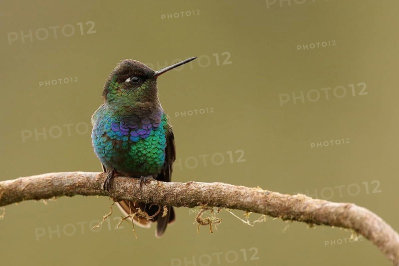Fiery-throated Hummingbird (Panterpe insignis) perched on a branch, Costa Rica