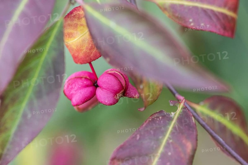 Common spindle bush (Euonymus europaeus), fruits, Emsland, Lower Saxony, Germany
