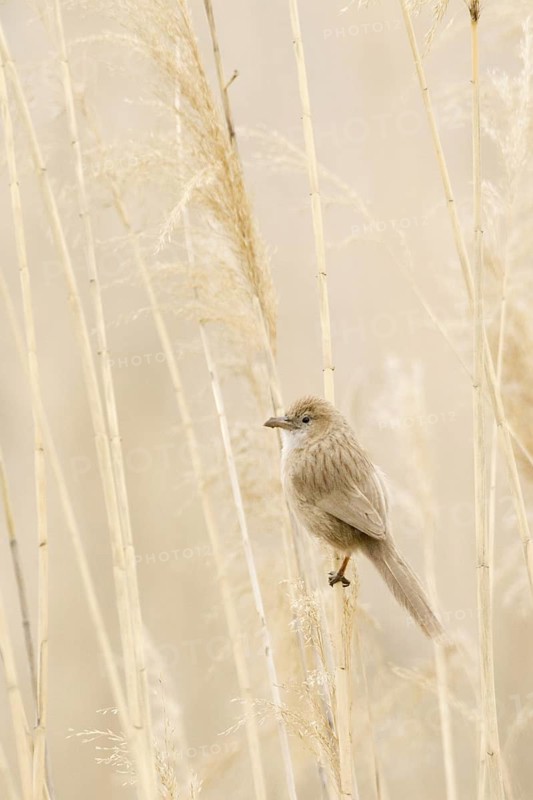 Iraq Babbler (Turdoides altirostris) perched on reed, Turkey