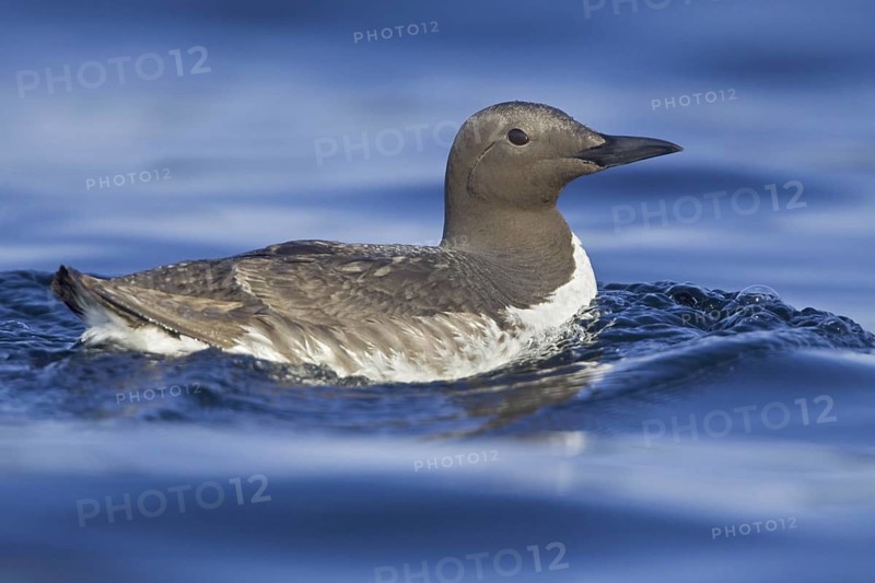 Common Murre (Uria aalge), Newfoundland, Canada