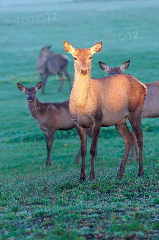 A herd of female Altai marals (Cervus canadensis sibiricus) stands in a meadow in the first light of day. The face and upper body of the lead cow are illuminated by this beautiful, warm light