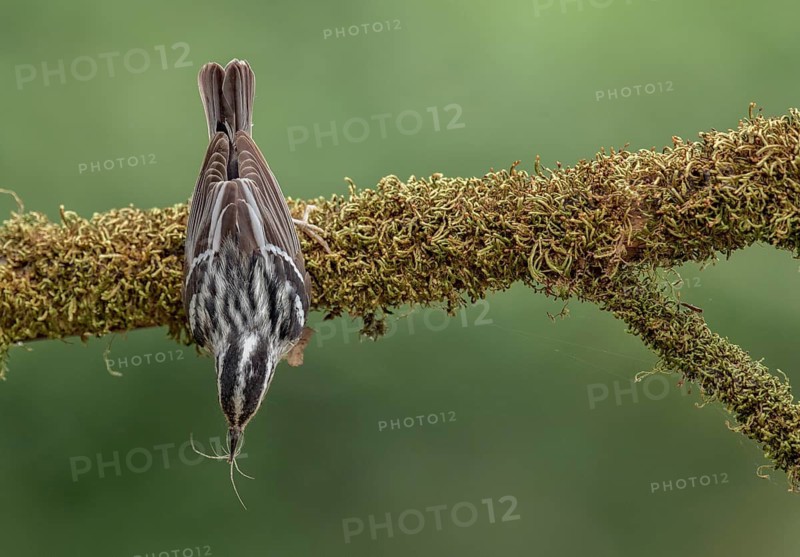 Black-and-white Warbler (Mniotilta varia) male hanging on a branch, Texas, USA