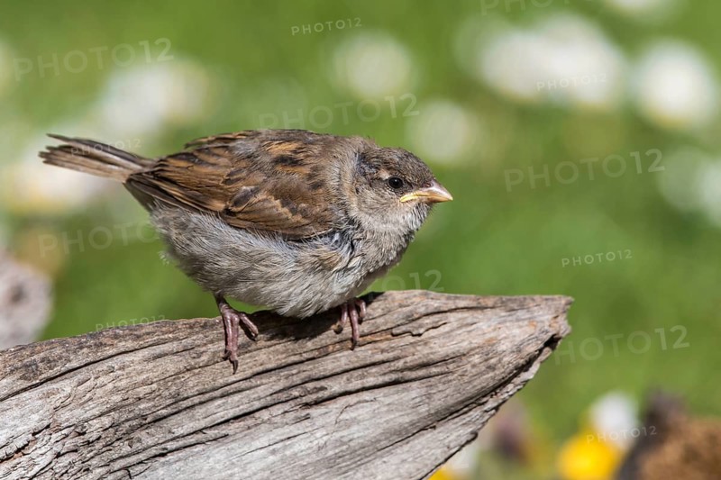 House Sparrow (Passer domesticus) juvenile, Mecklenburg-Western, Pomerania, Germany