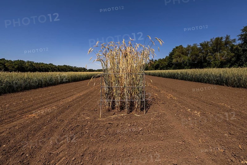 Test field with isolated rye plots at the Leibniz Institute of Plant Genetics and Crop Plant Research IPK Gatersleben, Seeland, Saxony-Anhalt, Germany