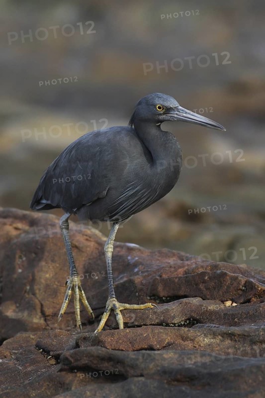 Pacific Reef Heron (Egretta sacra), Khao Lak, Thailand