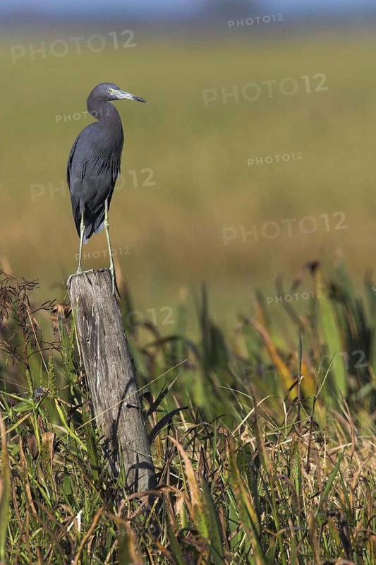 Little Blue Heron (Egretta caerulea), Florida, USA