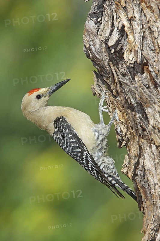 Gila Woodpecker Melanerpes uropygialis Tucson, Arizona, United States 10 June Adult Male Picidae