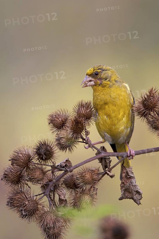 European Greenfinch (Chloris chloris), Brandenburg, Germany
