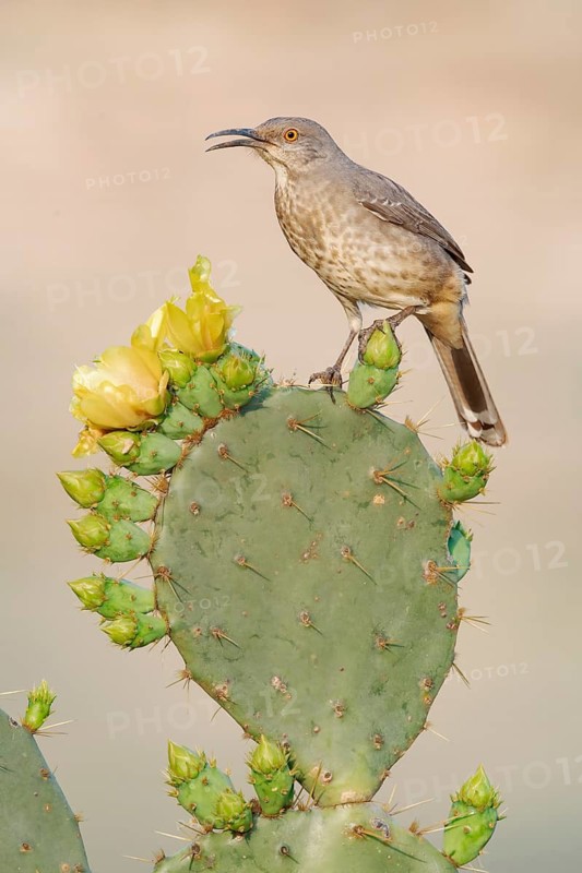 Curve-billed Thrasher (Toxostoma curvirostre) perched on a cactus, Texas, USA