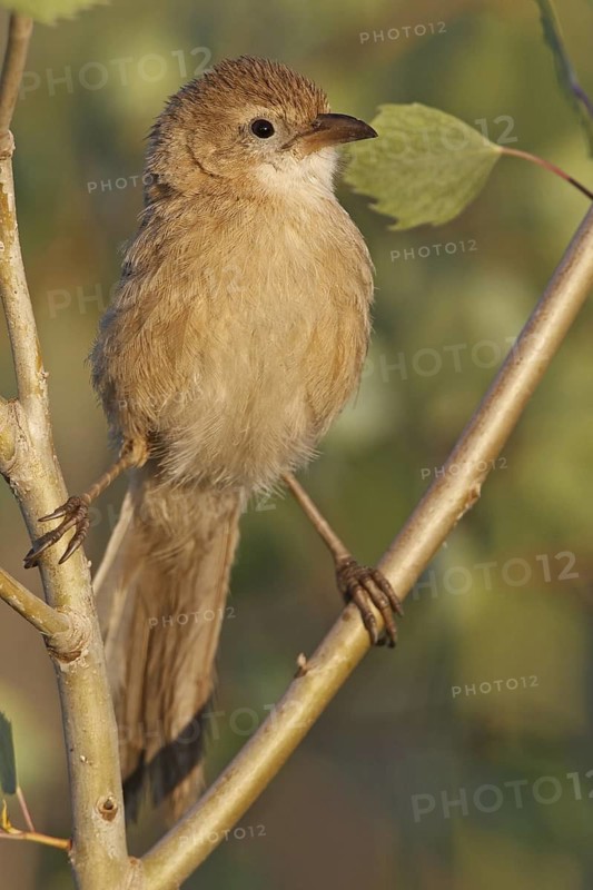 Iraq Babbler (Turdoides altirostris), Sanliurfa, Turkey