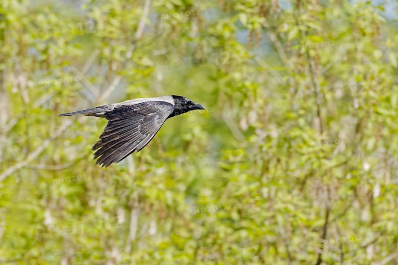 Hooded crow in flight over green spring foliage, Poland
