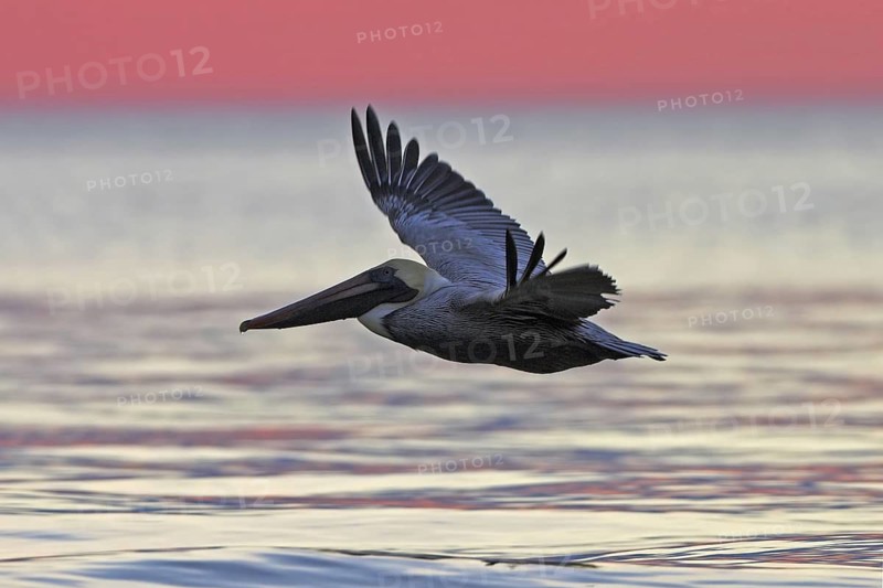 Brown Pelican (Pelecanus occidentalis), Florida, USA