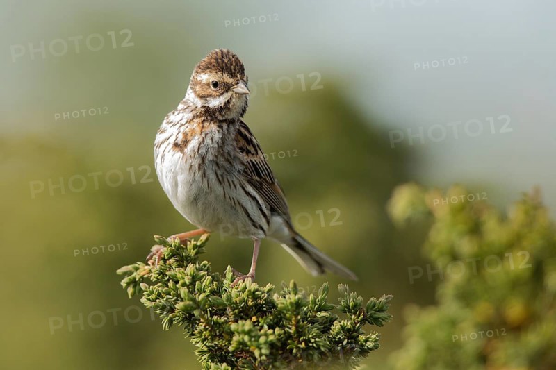 Common Reed Bunting (Emberiza schoeniclus) female, Dalarna, Sweden