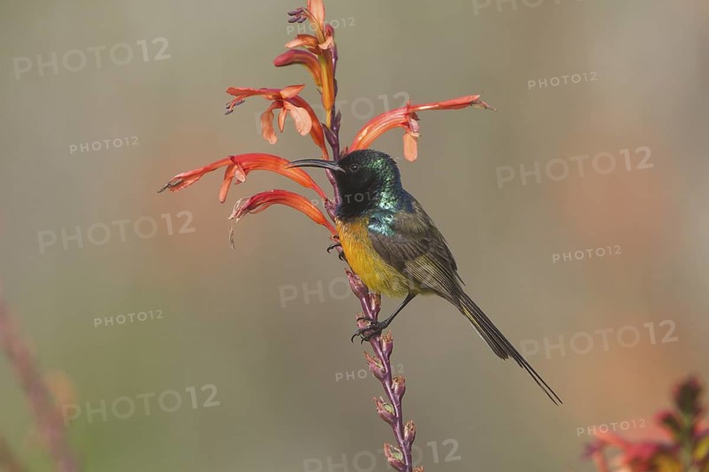Orange-breasted Sunbird (Anthobaphes violacea) male, Western Cape, South Africa