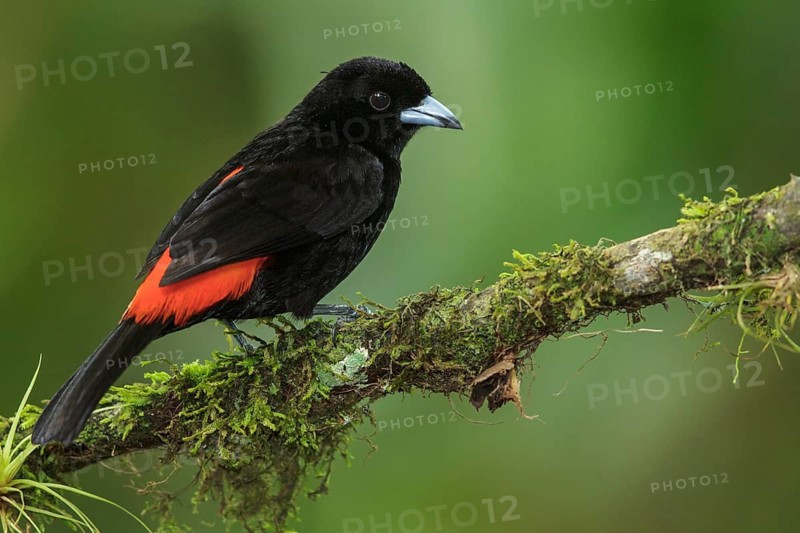 Passerini's Tanager (Ramphocelus passerinii) perched on a branch in Costa Rica