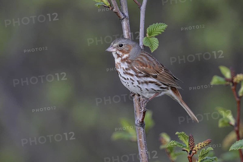 Red Fox Sparrow (Passerella iliaca), Alaska, USA