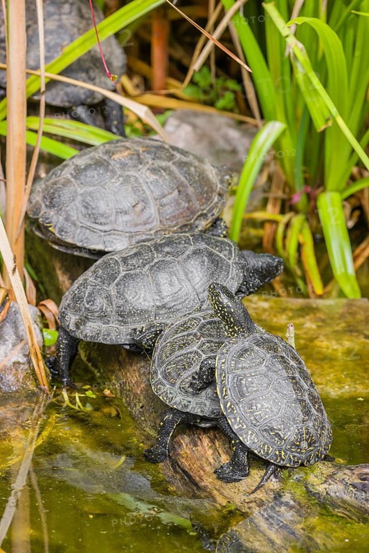 A group of European pond turtles (Emys orbicularis), rest on a log lying in a pond