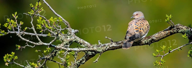 Turtle dove, (Streptopelia turtur), animals, birds, pigeons, Lesbos island, Greece, Lesbos