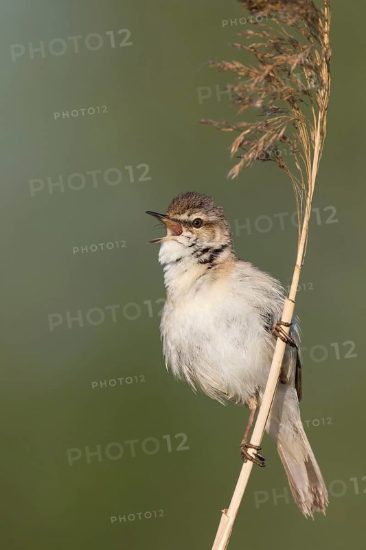 Paddyfield Warbler - Feldrohrsänger - Acrocephalus agricola ssp. septimus, Russia (Ural)