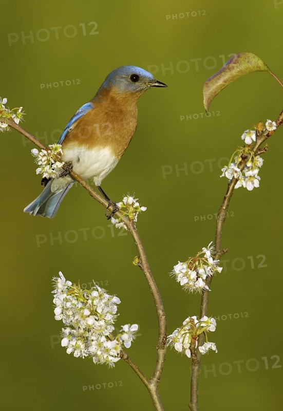 Eastern Bluebird (Sialia sialis), Texas, USA