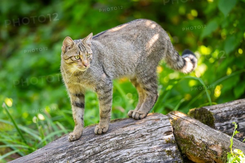 European wildcat (Felis silvestris silvestris) on an old tree trunk, Hesse, Germany