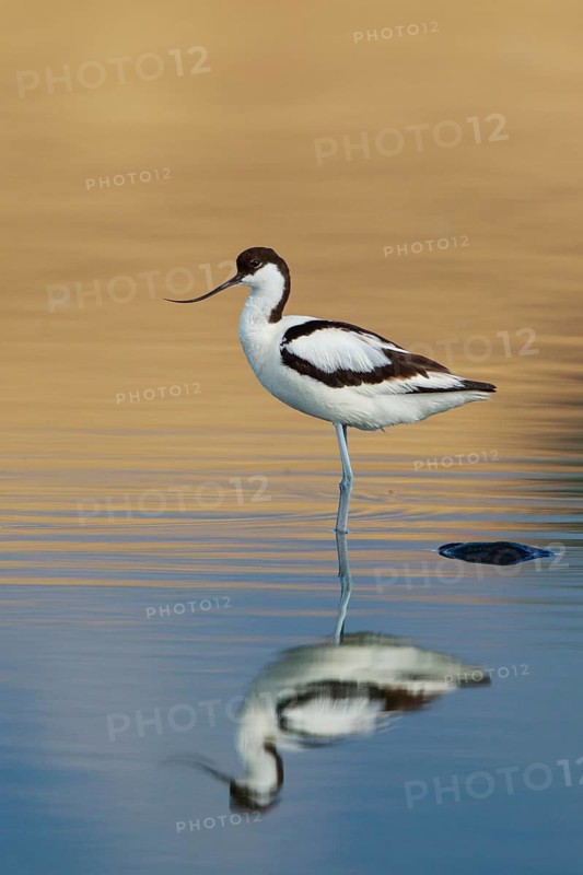Pied Avocet (Recurvirostra avosetta), Lesvos, Greece