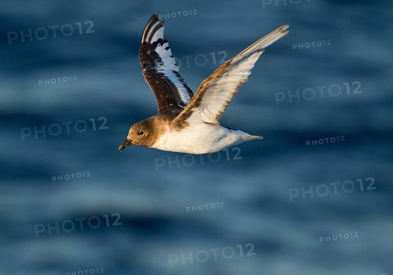 Antarctic Petrel (Thalassoica antarctica) flying, Ross Sea, Antarctica