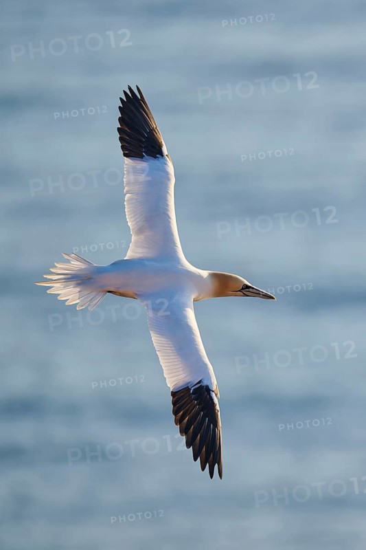 Northern gannet (Morus bassanus) flying over the sea at sunset, wildlife, Helgoland, Germany