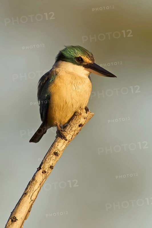 Sacred Kingfisher (Todiramphus sanctus), Queensland, Australia