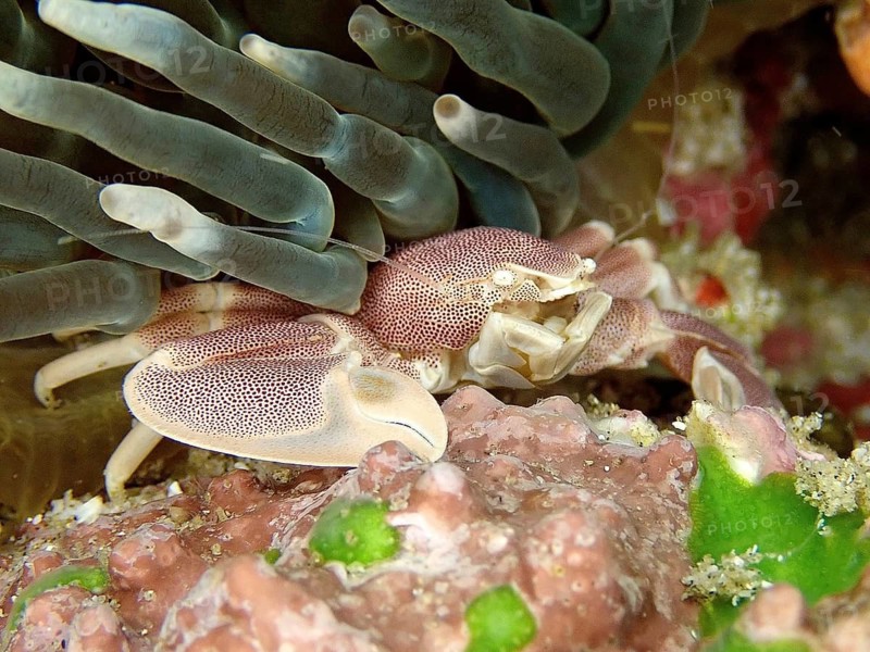 Spotted porcelain crayfish (Neopetrolisthes maculatus)
