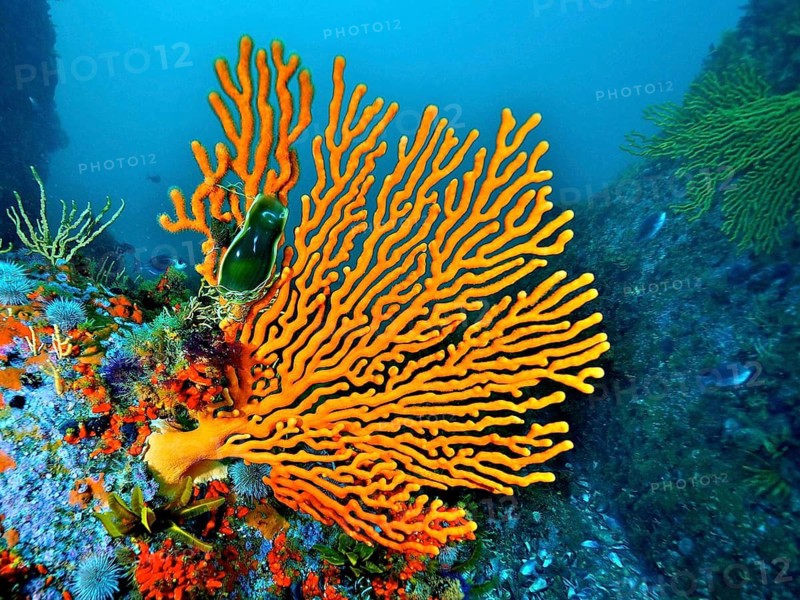 Sinus sea fan (Eunicella tricoronata)