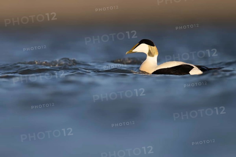 Eider duck (Somateria mollissima), Texel, Netherlands
