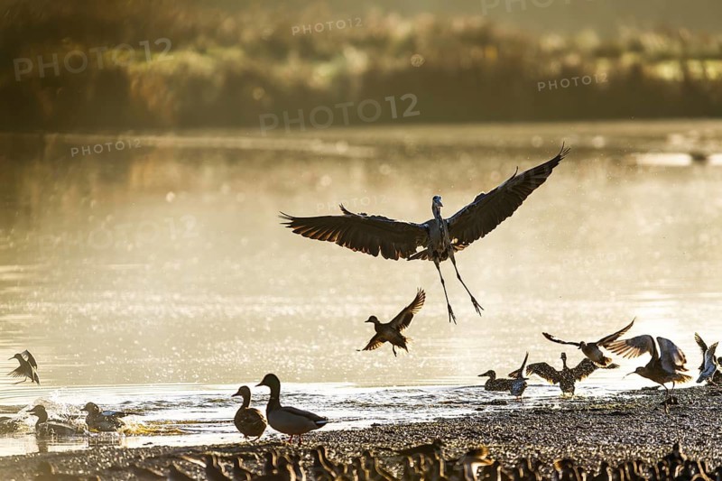 Grey Heron, Ardea cinerea, bird in winter on marshes in winter soft morning light