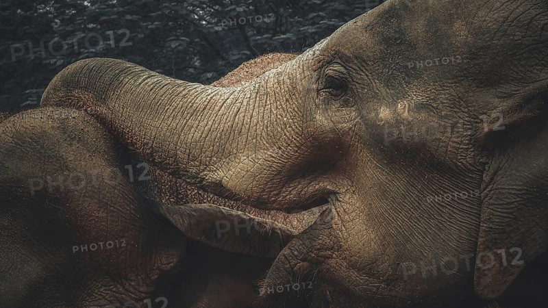 Two Asian elephants (elephas maximus) standing very close together in a dark environment, Pinnawela Elephant Orphanage, Sri Lanka