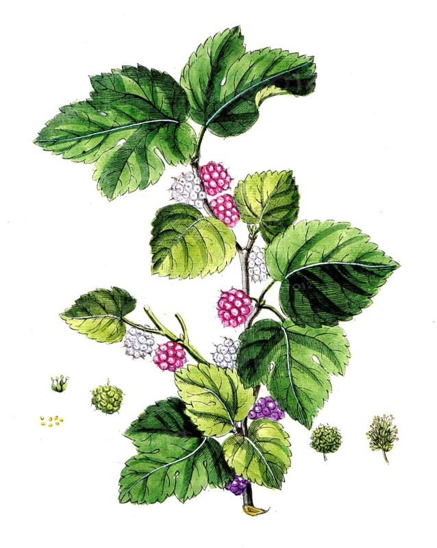 Morus alba, white mulberry, digital reproduction of a historical original, between 1790 and 1810