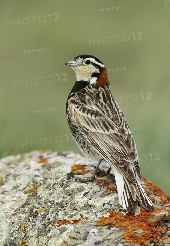 Chestnut-collared Longspur (Calcarius ornatus), Montana, USA