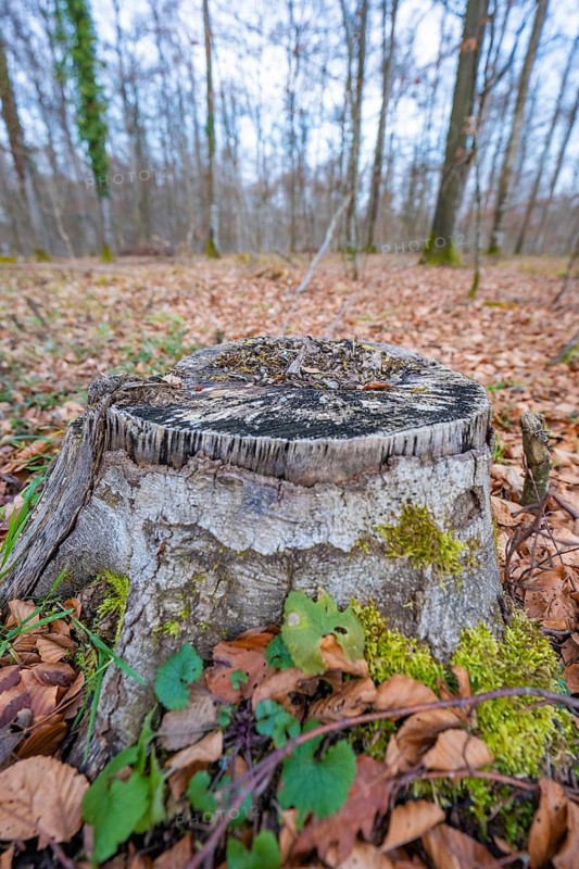 A tree stump covered with moss surrounded by autumn leaves in the forest, forest pasture compensation project of Hermann Hessebahn, Gechingen district of Calw, Germany