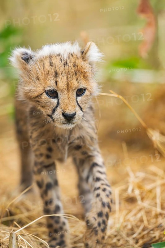 Cheetah (Acinonyx jubatus) youngster walking on a meadow, captive, occurrence Africa