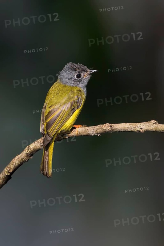 Grey-headed Canary-flycatcher (Culicicapa ceylonensis) perched on a branch, Malaysia
