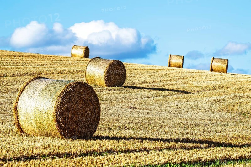 Straw bales in the Scottish fields, Southeast Scotland, UK