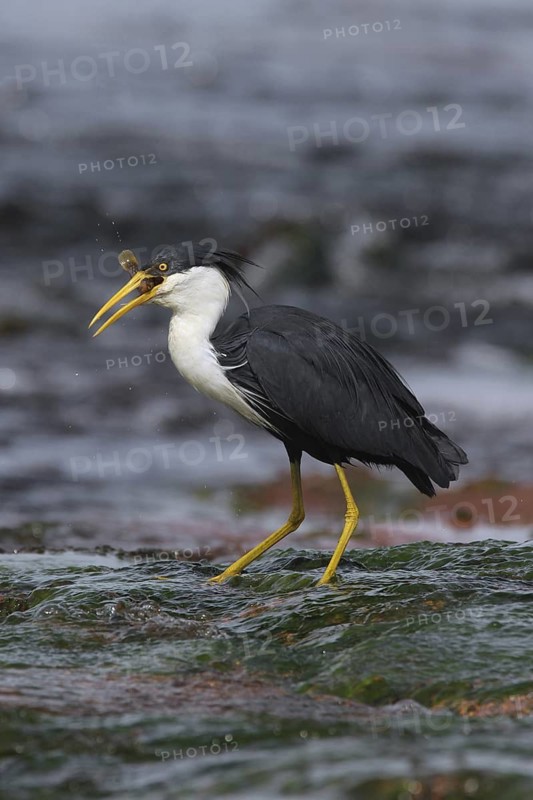 Pied Heron (Egretta picata), Northern Territory, Australia