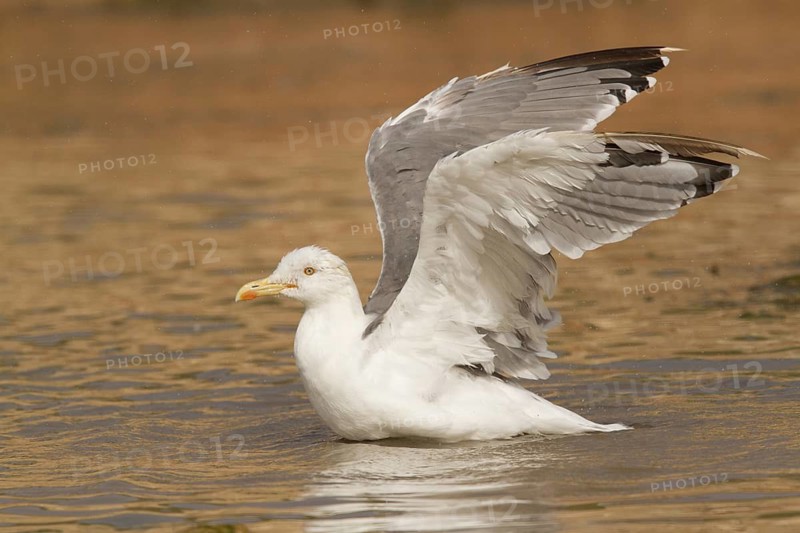 Yellow-legged Gull (Larus michahellis), Morocco