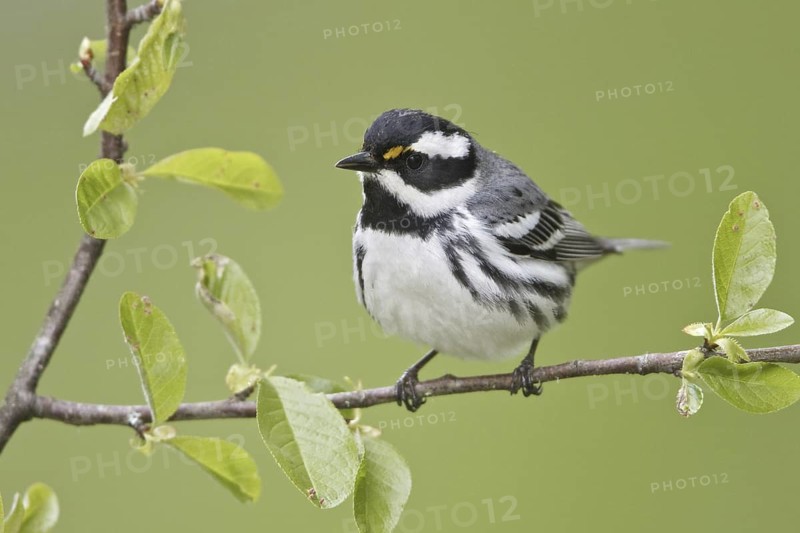 Black-throated Grey Warbler (Setophaga nigrescens), British Columbia, Canada