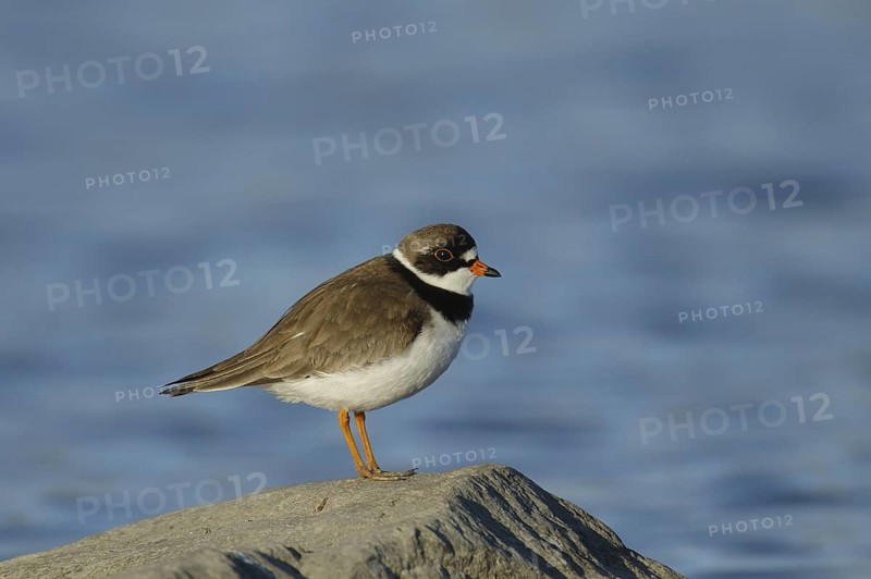 Semipalmated Plover (Charadrius semipalmatus), Manitoba, Canada