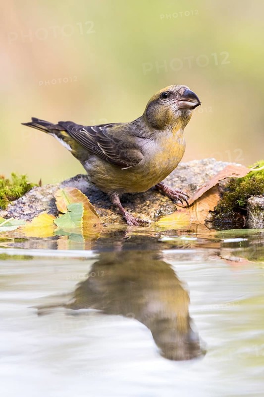 Red Crossbill (Loxia curvirostra) female at a waterhole, Madrid, Spain