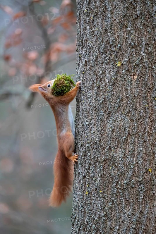 Squirrel (Sciuris vulgaris) with nest-building material, Germany